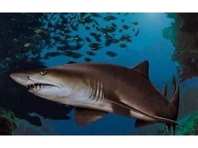 Виды и семейства акул
